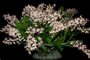 Dendrobium Little Saigon ‘Rainbow Valley’ CCM/AOS 84 pts.